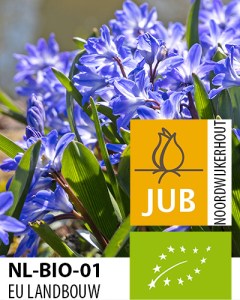Chionodoxa Blue Giant.jpg